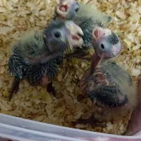 پرنده|پرنده|ری, دولت‌آباد|دیوار