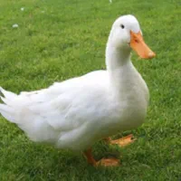 اردک