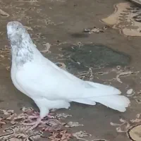 کفتر