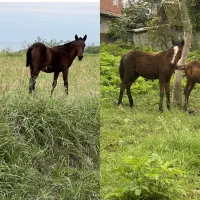 دوعدد مادیونچه درشت