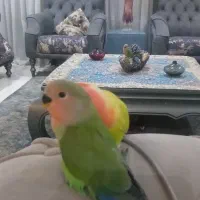 فروش جوجه طوطی برزیلی ۵عدد|پرنده|کرج, فاز ۳ مهرشهر|دیوار