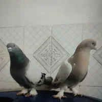 کبوتر ترکیه ایناق وتزمین