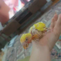 طوطی برزیلی سرلاکی|پرنده|رشت, استادسرا|دیوار