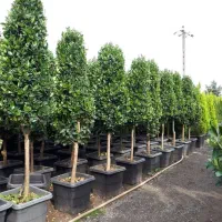 خدمات باغبانی سراسر و اطراف تهران