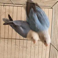 طوطی برزیلی مولد و عروس هلندی لوتینو مولد|پرنده|بومهن, |دیوار