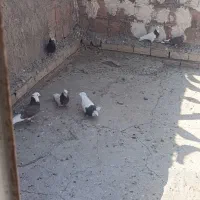 دورنگ پربازی دار
