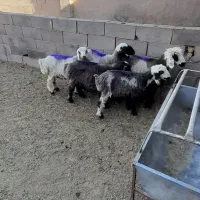 بره ماده ریز