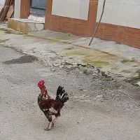 خروس