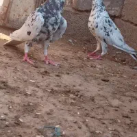 کفتر