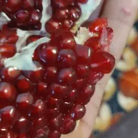 نار دونه خشک