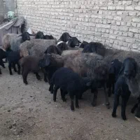 میش بردار گوسفند بز قوچ