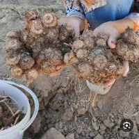 پیاز زعفران