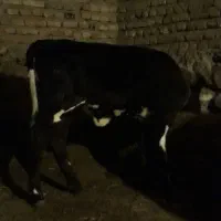 گوساله|حیوانات مزرعه|هیر, |دیوار