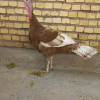 بوقلمون ماده قرمز
