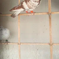 کفتر گرفتنی