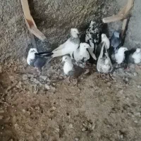 کفتر رنگی|پرنده|شیراز, گویم|دیوار