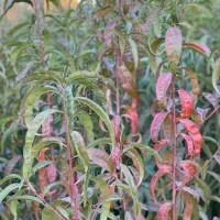 نهال با کیفیت اصلاح شده با ضمانت