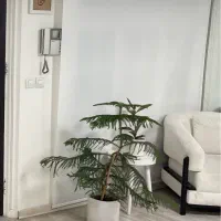 پرده