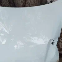 کنگان کاپوت سمند