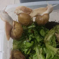 پرورش حلزون|خزنده|ملایر, |دیوار