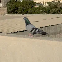 کفتر|پرنده|بندرعباس, |دیوار