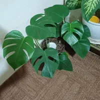 گل های شاداب و زیبا|گل و گیاه طبیعی|زنجان, |دیوار