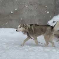 سگ هاسگی