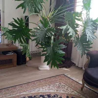 گل برگ انجیری خیلی بزرگ|گل و گیاه طبیعی|کرج, فاز ۴ مهرشهر|دیوار