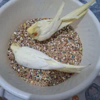 جفت عروس هلندی مولد