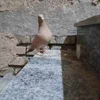 کبوتر هوایی جفتش نر