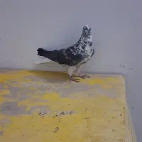 کبوتر|حیوانات|اردکان, |دیوار