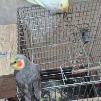 عروس هلندی نر وماده سخنگو