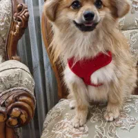 سگ پامر روباهی