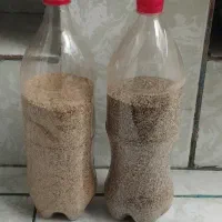 بذر درجه یک|گل و گیاه طبیعی|کوهدشت, |دیوار