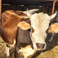 فروش گاو نر