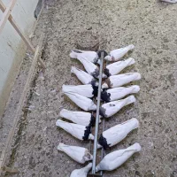 کفتر طوقی با جوجه