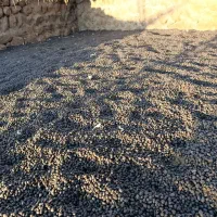 کود گوسفندی