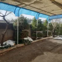 درخت سرو سوزنی تزیینی