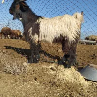 بیگ نر|حیوانات مزرعه|شوش, |دیوار