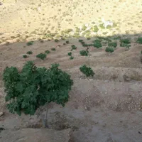 فروش یا معاوضه ملک انجیر|فروش زمین و ملک کلنگی|نی‌ریز, |دیوار
