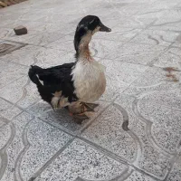اوردک
