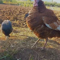 بوقلمون بوربون نر و دو عدد ماده برنز