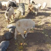 فروش نری بخته|حیوانات مزرعه|رابر, |دیوار