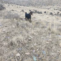 بره وکهره ماده|حیوانات مزرعه|حسن آباد, |دیوار