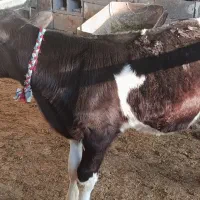 سه راس گوساله نر آمریکایی|حیوانات مزرعه|سیوان, |دیوار