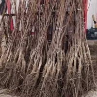 فروش نهال گردو چندلر