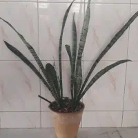 گل  زیبا|گل و گیاه طبیعی|اصفهان, خوراسگان|دیوار