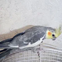عروس هلندی نر|پرنده|تهران, اتابک|دیوار