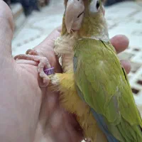 طوطی گرینچیک|پرنده|تهران, یافت‌آباد|دیوار