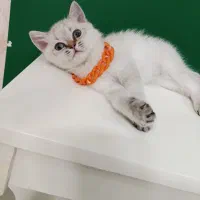 گربه نژاد بریتیش پرشین اشرافی 2 ماهه نروماده